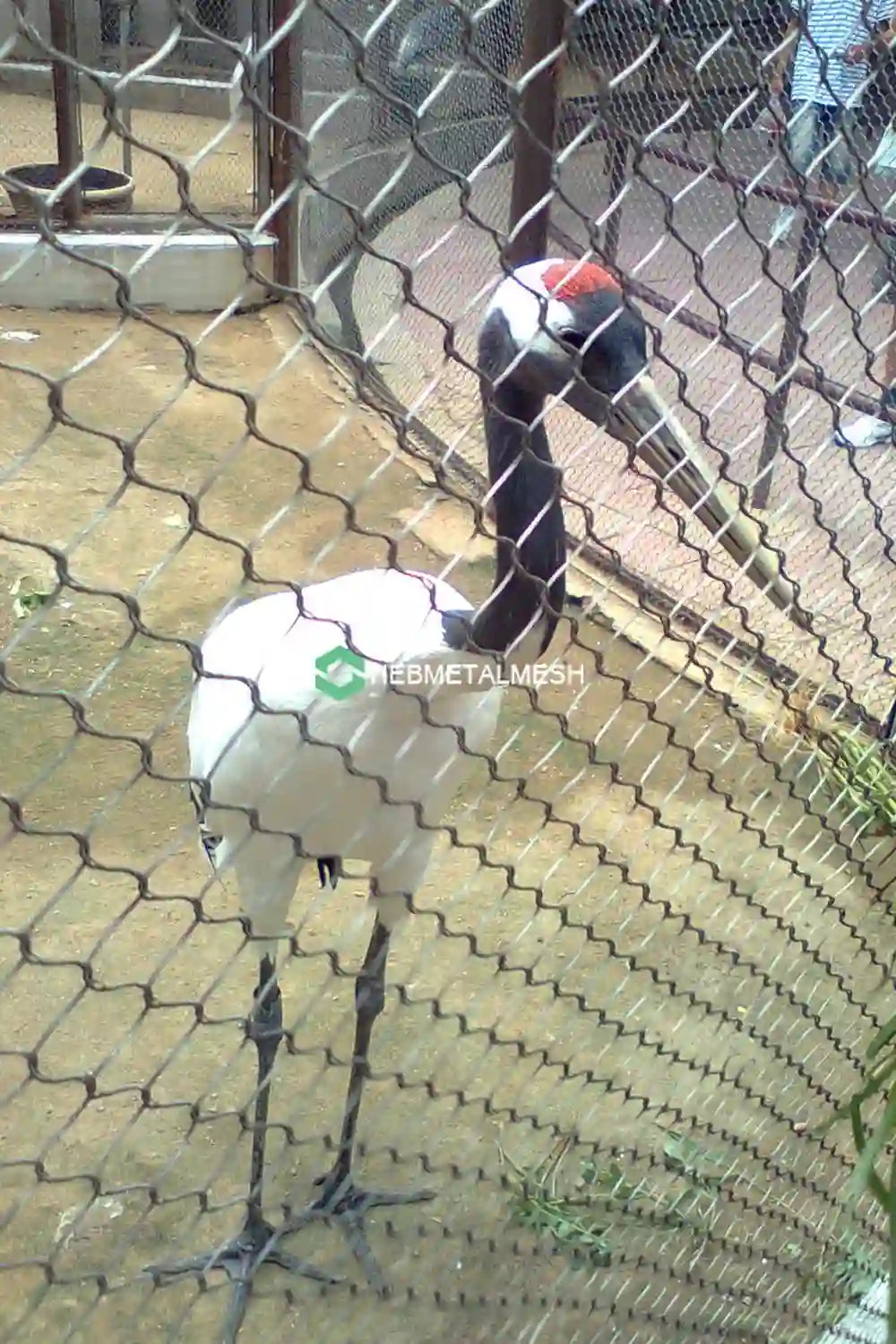 Animal Fencing: The Great Barrier to Animal Rebellion