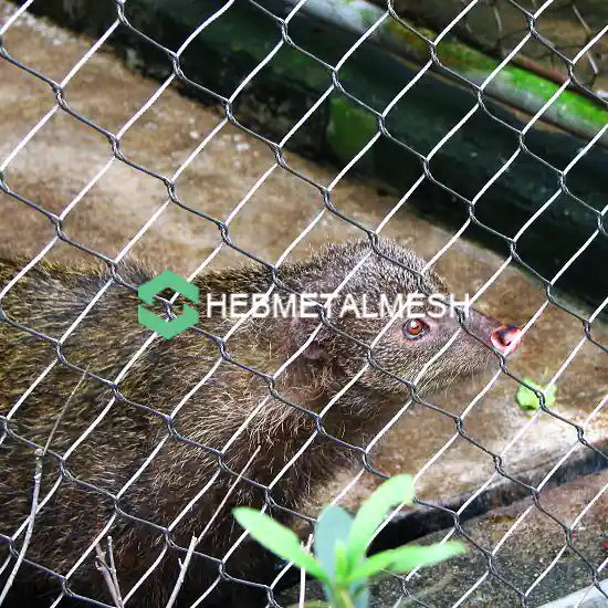 Reason to Choose Best Wire Mesh For Animals In a Zoo