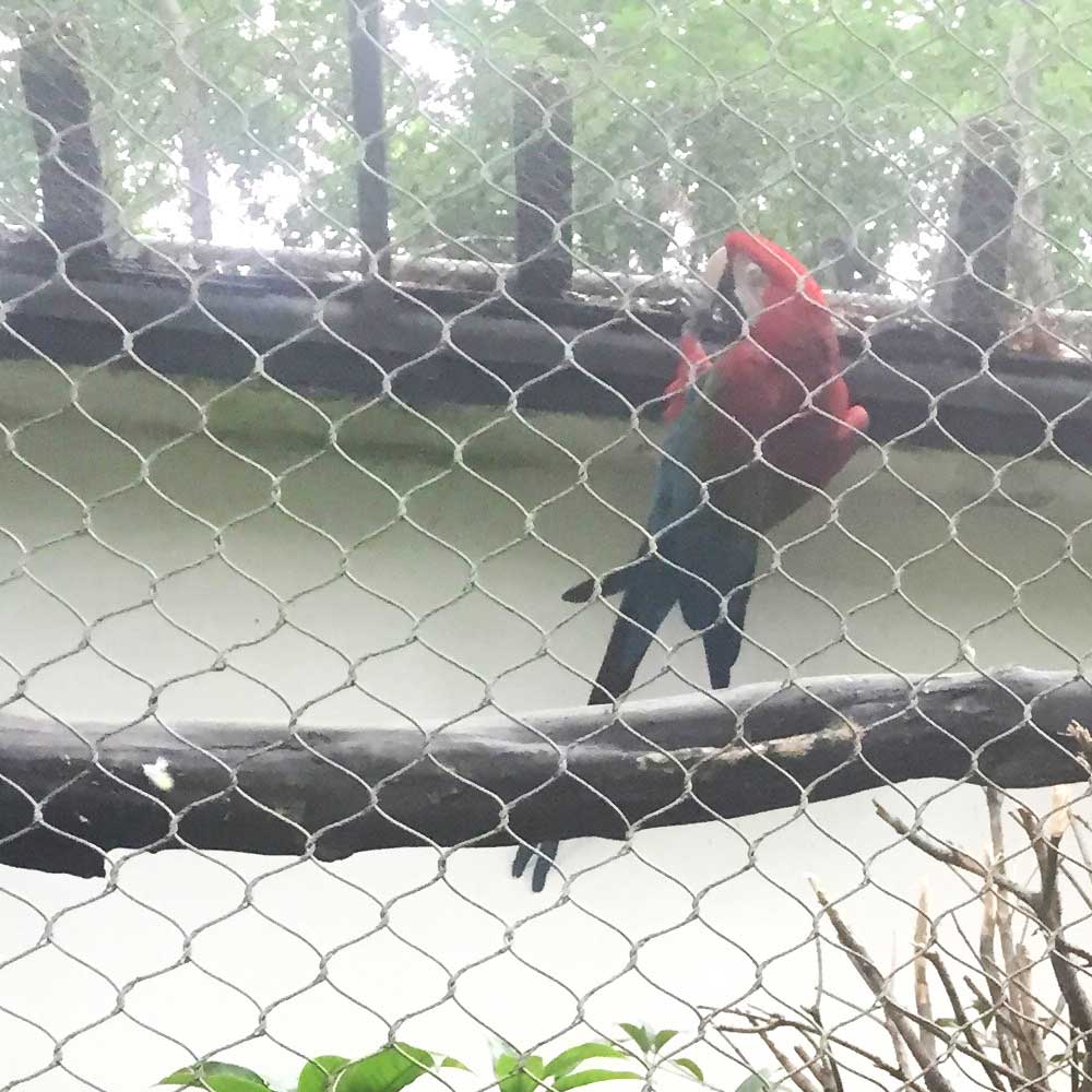 parrot aviary mesh