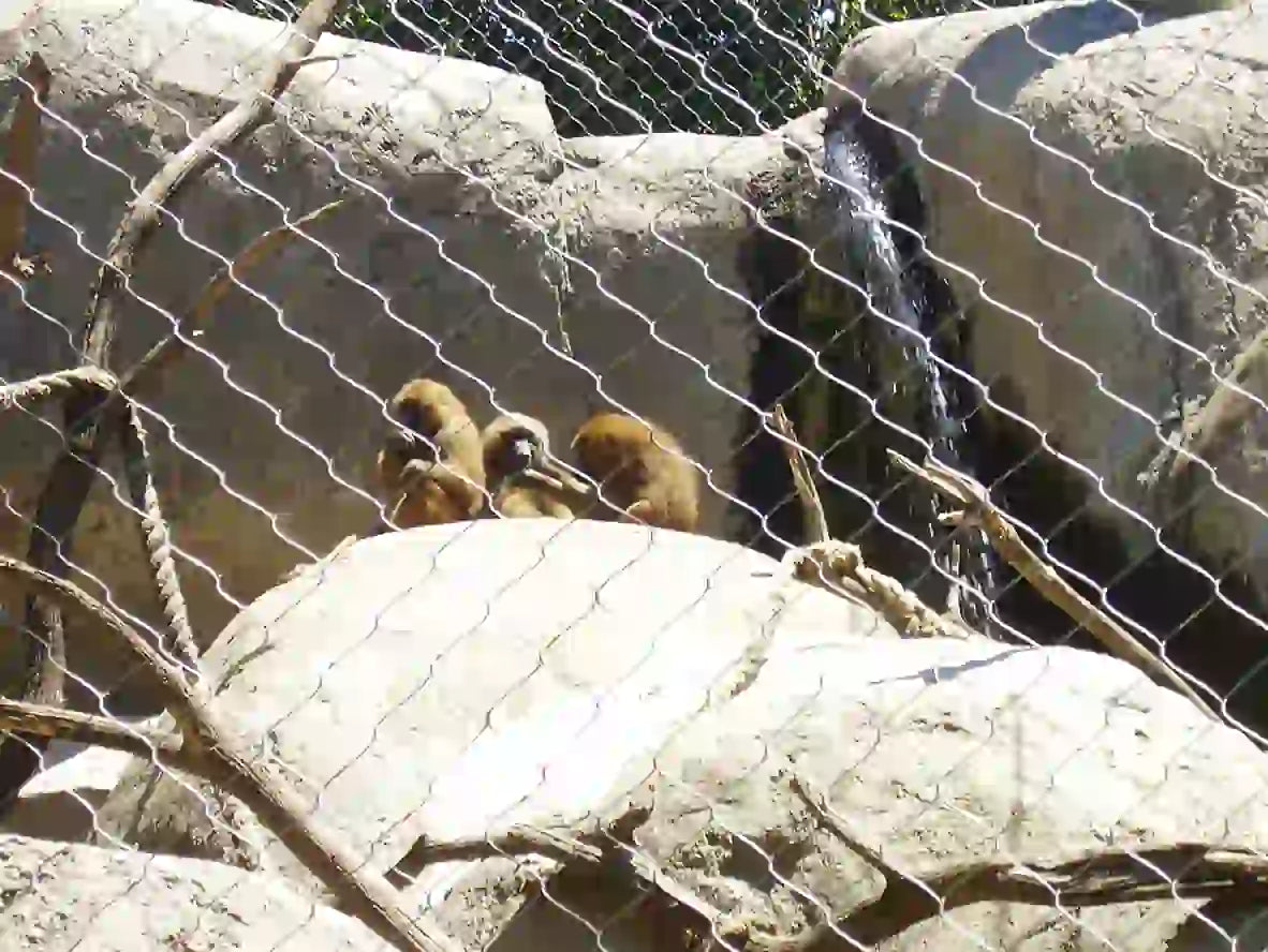Monkey Enclosure Mesh 10' x 60' Rolls Netting for Primate Habitats Customized Panel Aviailable Zoo Mesh Factory Supply