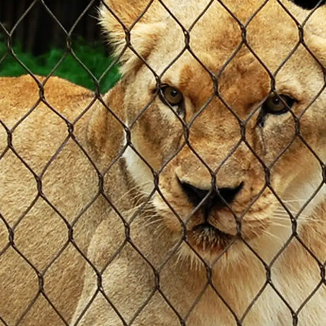 Animal Barrier Fence 3" x 3" Mesh 10' x 60' Rolls SS304 Animal Fencing Zoo Mesh Animal Enclosure Mesh Factory Sell