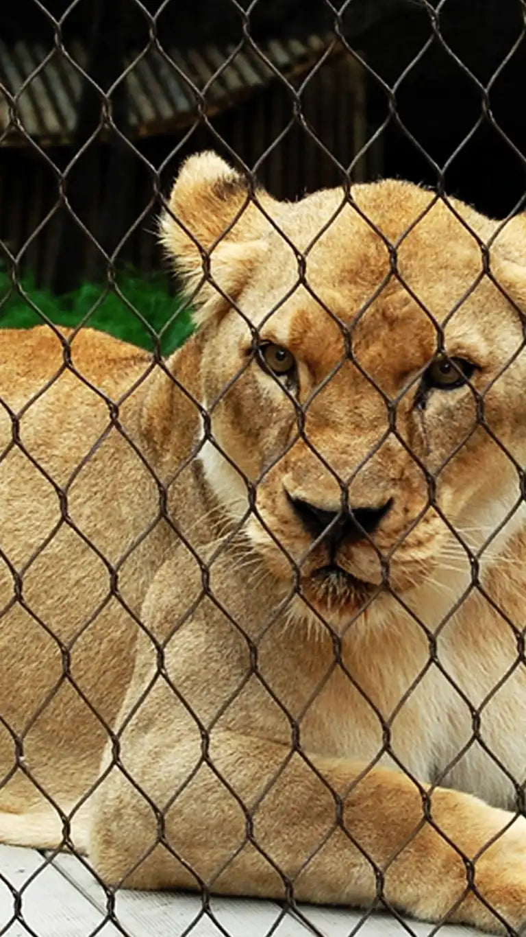 Animal Barrier Fence 3" x 3" Mesh 10' x 60' Rolls SS304 Animal Fencing Zoo Mesh Animal Enclosure Mesh Factory Sell