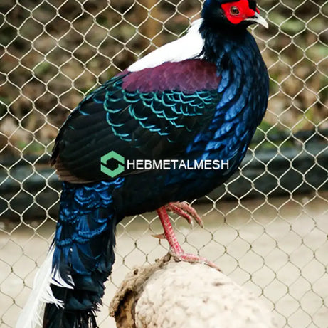 Animal Barrier Fence 3" x 3" Mesh 10' x 60' Rolls SS304 Animal Fencing Zoo Mesh Animal Enclosure Mesh Factory Sell