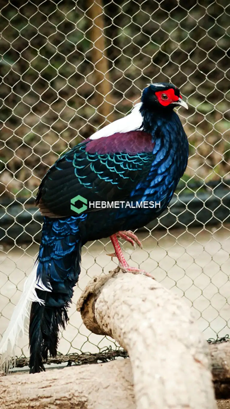 Animal Barrier Fence 3" x 3" Mesh 10' x 60' Rolls SS304 Animal Fencing Zoo Mesh Animal Enclosure Mesh Factory Sell