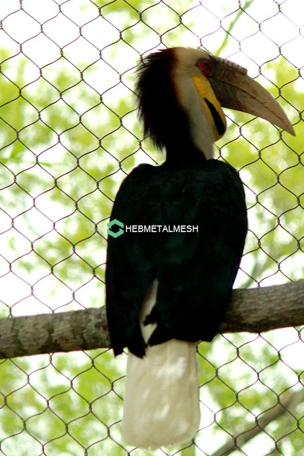 1.5" x 1.5" Bird Netting Stainless Steel 304 10' x 60' Roll Nature and Black Oxide Color For Zoo and Self Aviaries