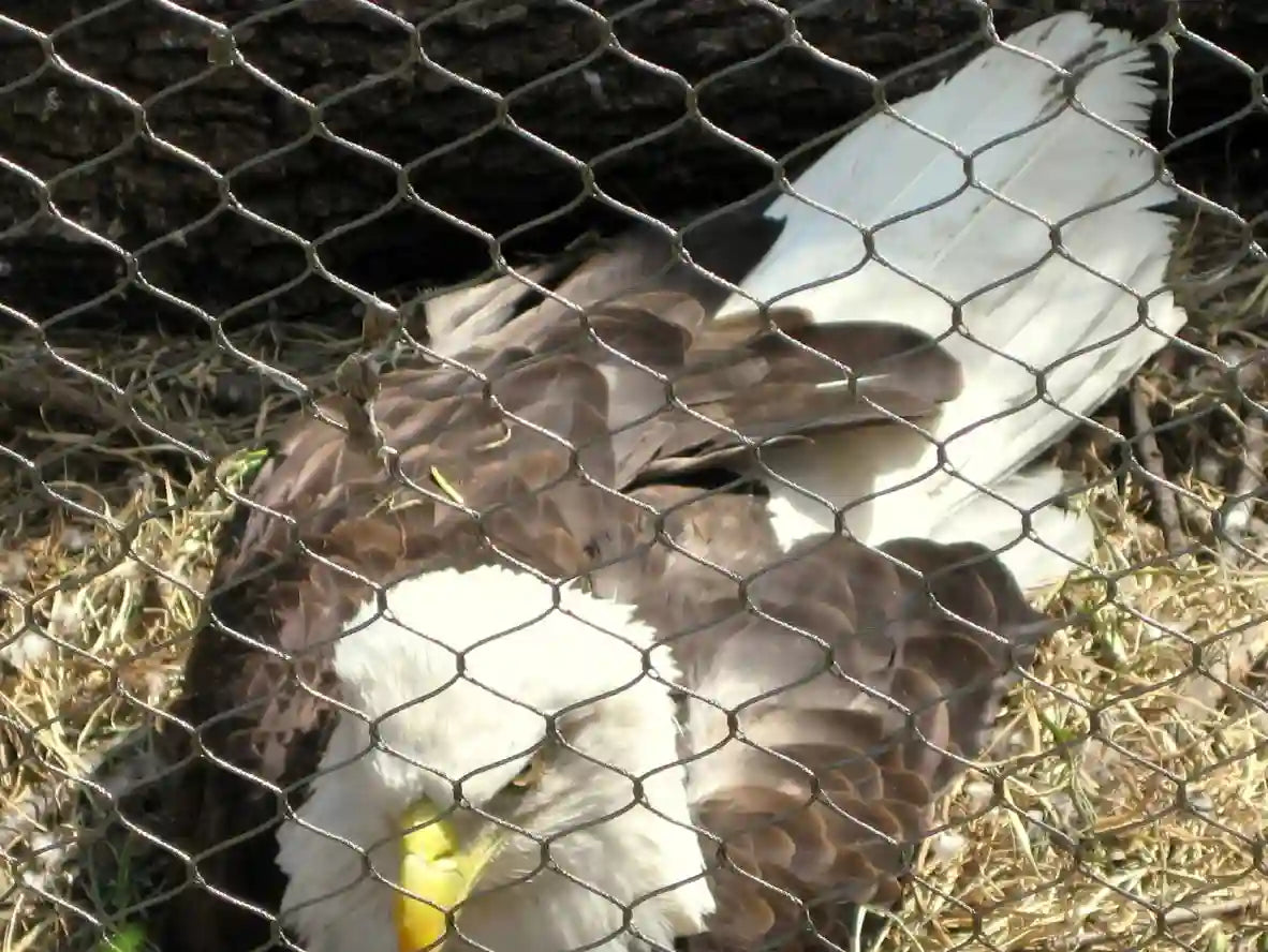 Eagle Enclosure Mesh 10' x 60' Rolls Black Oxide Aviary Mesh For Eagle Exhibits Eagle barrier