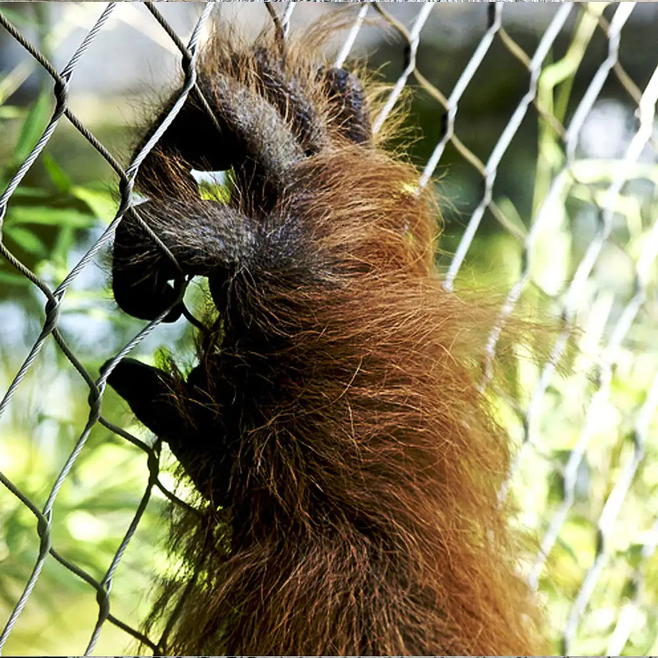 zoo mesh for gorila enclosure fencing 2" x 2" x 1/8" stainless steel 304 material 10' x 60' roll customized available for gorilla gibbons