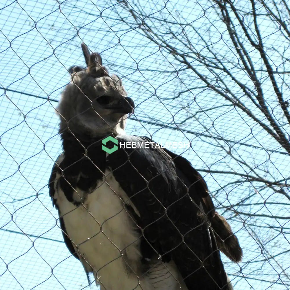 Hawk Netting 2" x 2" x 5/64" SS304 8' x 60' Roll Aviary Mesh For Hawk Birds Customized Available
