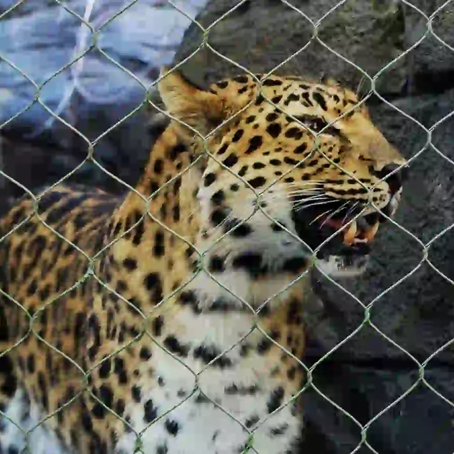 Leopard Enclosure Mesh 8' x 30' Roll 3" x 3" x 1/8" Mesh Netting for Leopard Exhibit Customized Available