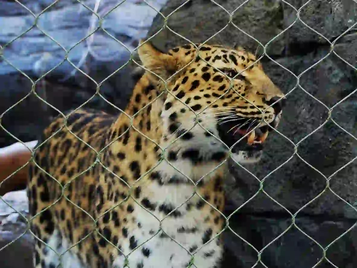 Leopard Enclosure Mesh 8' x 30' Roll 3" x 3" x 1/8" Mesh Netting for Leopard Exhibit Customized Available