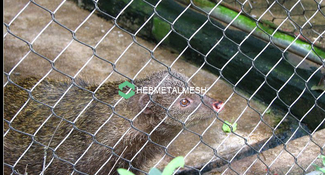 2" x 2" x 1/16" Stainless steel zoo mesh sample